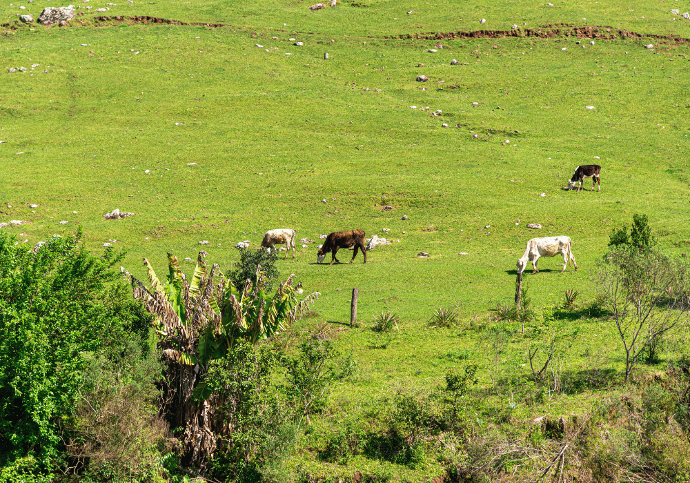 Mantida procedência de ação de prorrogação de dívida rural com declaração de impenhorabilidade de pequena propriedade familiar