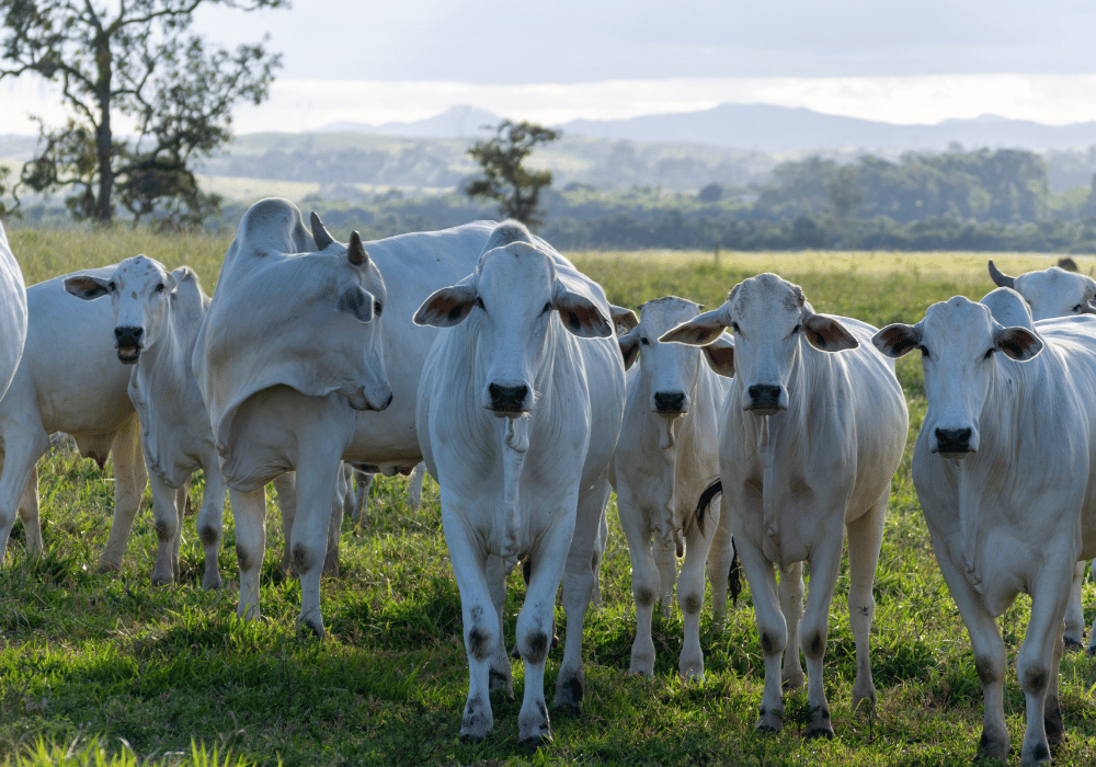 Suspensa cobrança de CPR de R$ 1,5 milhão e proibida negativação de produtor rural