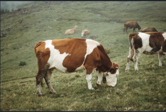 Proteção Patrimonial do Produtor Rural